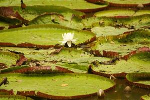 jätte vatten lilja vicoria amazonica på först natt blommande. de andra natt den vänder rosa. foto