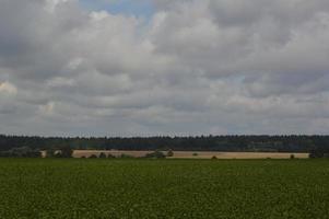 panorama över ett grönt fält planterat med gröngödsel