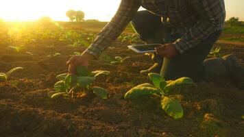 asiatisk ung jordbrukare och tobak agriculturist utnyttja de kärna data nätverk i de internet från de läsplatta till bekräfta, testa i en tobak fält. foto