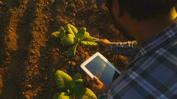 asiatisk ung jordbrukare och tobak agriculturist utnyttja de kärna data nätverk i de internet från de läsplatta till bekräfta, testa i en tobak fält. foto