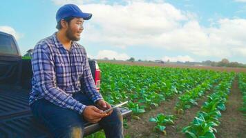 asiatisk ung jordbrukare och tobak agriculturist utnyttja de kärna data nätverk i de internet från de läsplatta till bekräfta, testa i en tobak fält. foto