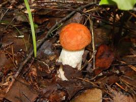 insamling och beredning av höstens ätliga svampar foto
