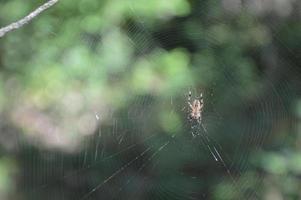 stor spindel sitter på en väv i skogen foto