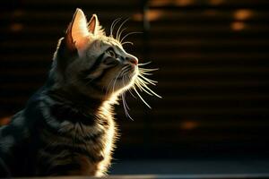 ai genererad kattdjur elegans, solljus avslöjar de översikt av en randig katt foto