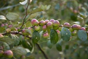 röd jujube frukt eller äpple kul boroi på en gren i de trädgård. grund djup av fält foto