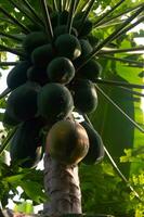 papaya frukt på de träd. papaya den där björnar massor av frukt. foto