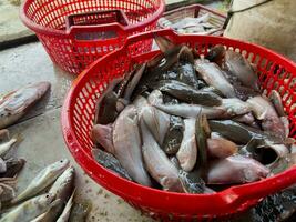 fisk i en plast korg på en försäljning marknadsföra foto