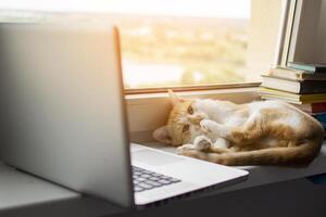 katt ligger nära fönstret med en bärbar dator och tittar på bildskärmen, kattungen använder datorn foto