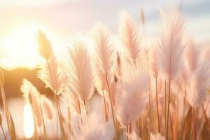 ai genererad pampas gräs i de solnedgång himmel. foto