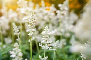 närbild och beskära liten gräsmark blommor på suddigt gul blommor trädgård och Sol blossa bakgrund. foto