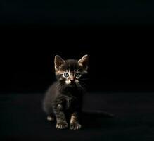 ai genererad de kattunge utseende upp på en svart bakgrund. foto