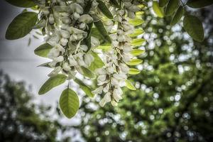 en närbild av vit blomning av ett akaciaträd på våren