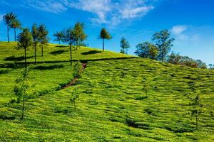 te plantage i de morgon, Indien foto