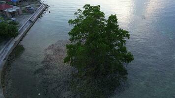 antenn se av en mangrove träd på de strand foto