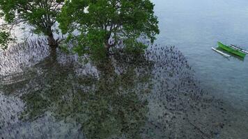 antenn se av en mangrove träd på de strand foto