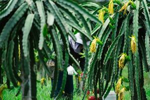 drake frukt träd i en trädgård väntar till vara UPPTAGITS på agriculturist bruka i Asien drake frukt trädgård i thailand naturlig utomhus- fruktträdgård. foto