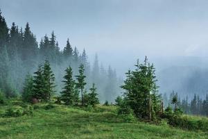 dimmigt karpatiskt bergslandskap med granskog, trädtopparna sticker ut ur dimman