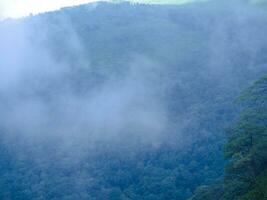 morgon- dimma i de dal, dimmig skog, natur se, wallpape foto