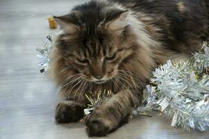 en skön brun maine Coon katt spelar nära de jul glitter foto