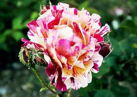 brokig randig rosa reste sig närbild i de trädgård. skönhet och ömhet, Semester. natur foto