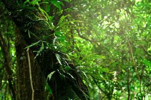 tropisk skogar på de nordlig bergen av thailand. träd och växter i tät skogar. färsk vår skog i de Sol foto