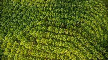 antenn se av en sudd plantage i värma solljus. topp se av sudd latex träd och blad plantage, företag sudd latex lantbruk. naturlig landskap bakgrund. foto