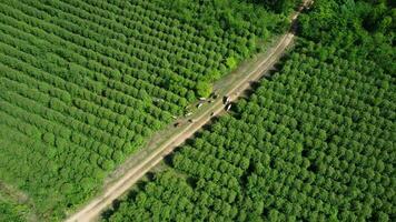 antenn se av en besättning av kor gående på en smuts väg i en lantlig bete i de morgon. skön grön område av jordbruksmark eller eukalyptus plantager med besättningar i de regnig säsong av nordlig thailand. foto