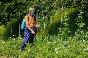 ett äldre man i de by sprayer hans vegetabiliska trädgård mot skadedjur. en arbetstagare sprayer pesticid på grön potatis löv utomhus. skadedjur kontrollera foto