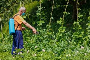 ett äldre man i de by sprayer hans vegetabiliska trädgård mot skadedjur. en arbetstagare sprayer pesticid på grön potatis löv utomhus. skadedjur kontrollera foto