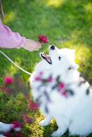 samojed hund med blommor på de gräs i de parkera. foto