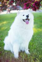 samojed hund med blommor på de gräs i de parkera. foto