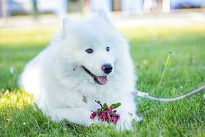 samojed hund med blommor på de gräs i de parkera. foto