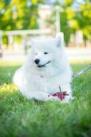 samojed hund med blommor på de gräs i de parkera. foto