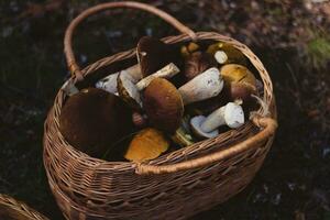 korg av porcini svamp i de skog, höst säsong foto