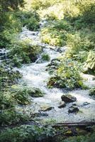 vattenfall flodbäck i grön natur skog foto