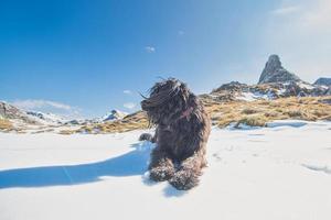 fårhund i de italienska alperna vilar på snön foto