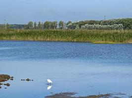 liten egret på blacktoft sands, East Yorkshire, England foto