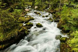 rusa vatten från en torrent med stor stenar genom en grön skog foto
