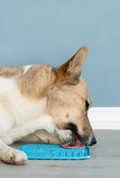 söt hund använder sig av slicka matta för äter mat långsamt foto