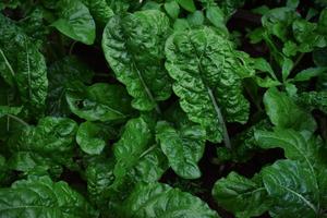gröna blad i närbild fotografering foto