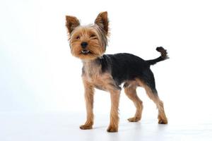 yorkshire terrier på vit bakgrund kort hår foto