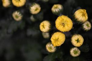 små gula vilda krysantemum i parken foto