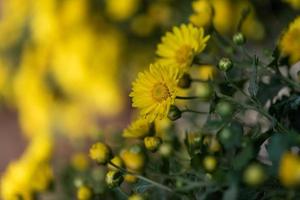 små gula vilda krysantemum i parken foto