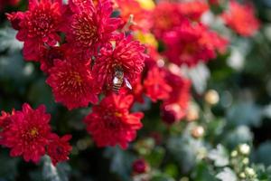 små röda vilda krysantemum i parken foto