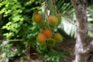 rambutan frukt hängande på de träd foto