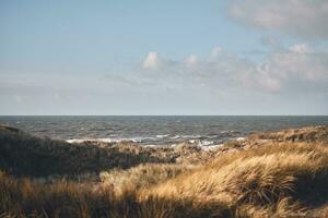 gräs sanddyner på de kust av Danmark foto