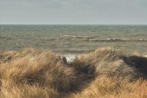 vind i de gräs sanddyner av Danmark foto