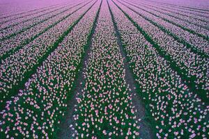 stor fält av rosa tulpaner nederländerna foto