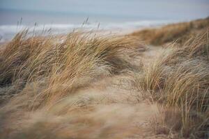 gräs sanddyner i Danmark foto