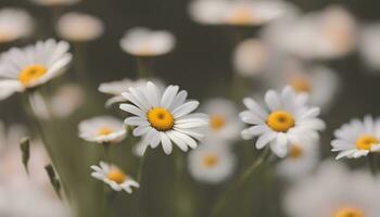 ai genererad daisy är blomning i en fält med en suddig bakgrund foto